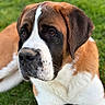 Attila a rejoint le concours — aidez-le/la à gagner de superbes lots ! dog, saint_bernard, pet, animal, outdoor, grass, canine, mammal, portrait, large_dog, brown_fur, white_fur, black_fur, ears, nose, face, expression, resting, nature, close_up