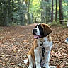 Attila participe au concours pour gagner de l'argent avec cette photo : dog, puppy, saint_bernard, forest, trail, leaves, outdoor, nature, tree, path, animal, pet, young_dog, sitting, tongue_out, collar, leash, daylight, fall, canine