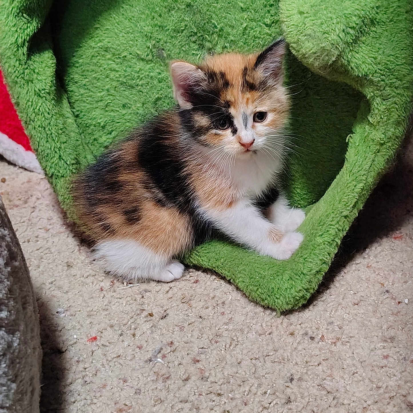 Lenin is registered to the contest to win money with this photo: adorable, animal, calico_cat, carpet, cat, cozy, curious, cute, domestic_animal, feline, furry, green_bed, indoor, kitten, pet, playful, resting, small, soft_texture, young