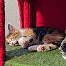 Lenin joined the competition — help win amazing prizes! animal, calm, cat, cat_condo, cozy, cute, domestic_cat, feline, fur, furry, green, indoor, kitten, paw, pet, red, resting, sleeping, soft, young