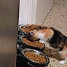 animal, black, brown, cat, door, dry_food, feeding, floor, food_bowl, furry, indoor, kitten, meal, orange, pet, playful, scattered_food, small, wall, white