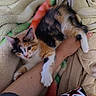 Lenin joined the competition — help win amazing prizes! animal, arm, blanket, calico_cat, cat, colorful, cozy, cute, domestic_animal, feline, fur, hand, indoor, kitten, pet, relaxed, resting, sleepy, snack_bag, soft