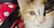 Lenin is registered to the contest to win money with this photo: animal, blurry, cat, close, closeup, curious, cute, domestic, ears, face, feline, fur, indoor, kitten, mammal, pet, small, soft, whiskers, young