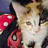 animal, blurry, cat, close, closeup, curious, cute, domestic, ears, face, feline, fur, indoor, kitten, mammal, pet, small, soft, whiskers, young
