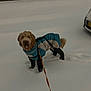 dog, snow, winter_clothing, leash, outdoor, cold_weather, pet, canine, furry, jacket, animal, walking, parked_car, snowy_ground, curious, standing, brown_fur, cold, winter