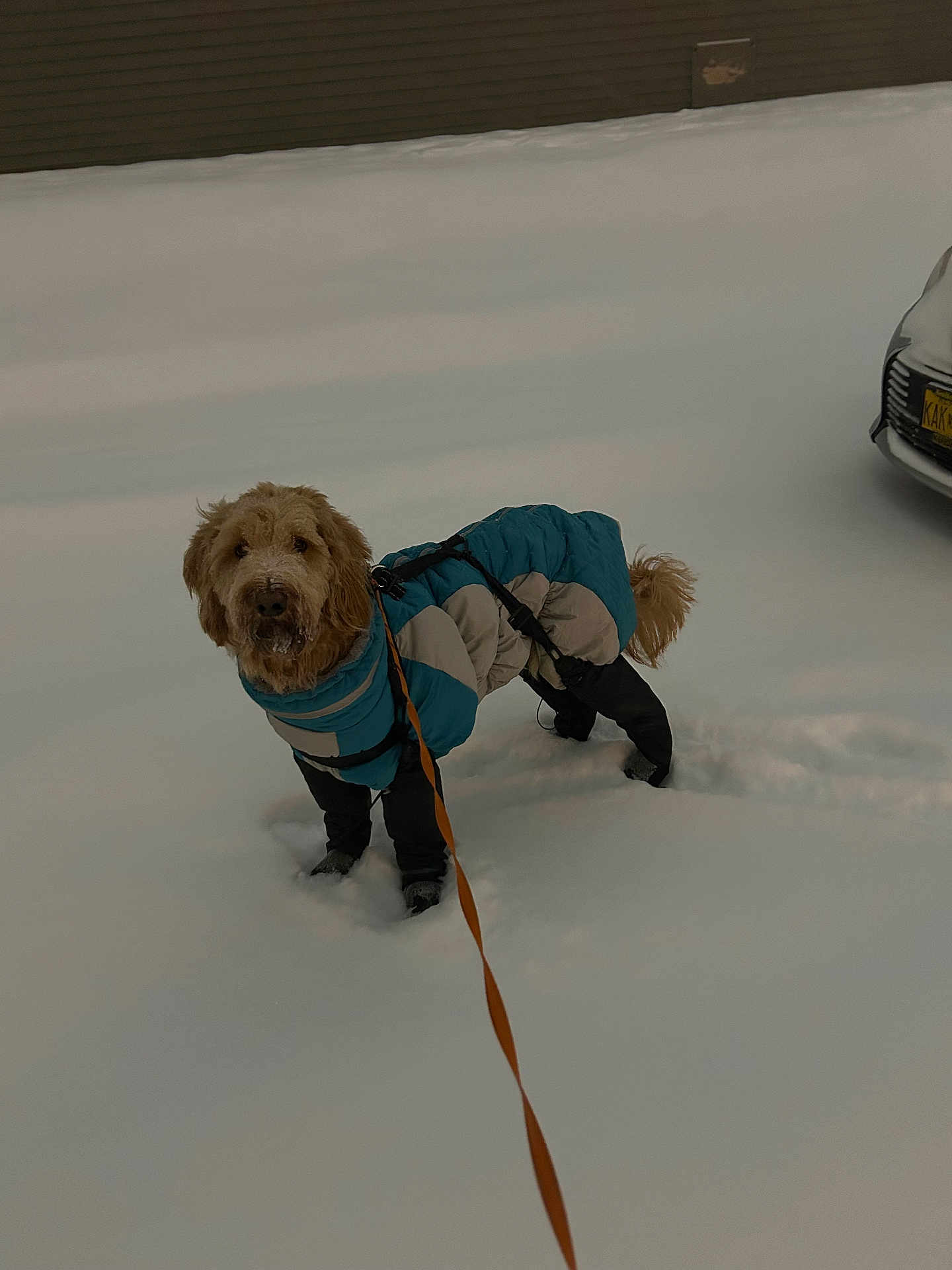 Bubba joined the competition — help win amazing prizes! dog, snow, winter_clothing, leash, outdoor, cold_weather, pet, canine, furry, jacket, animal, walking, parked_car, snowy_ground, curious, standing, brown_fur, cold, winter