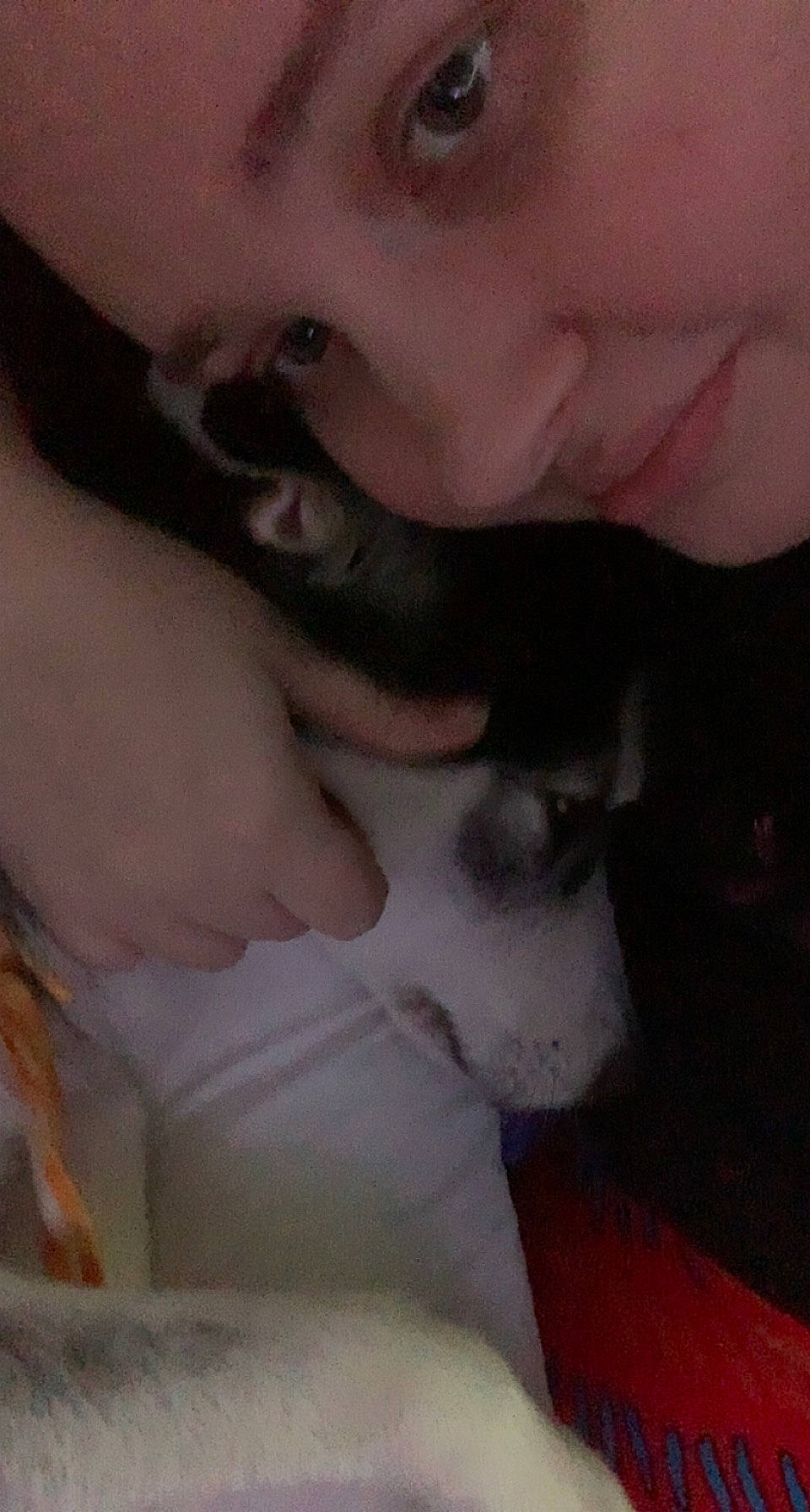 Skye Jayne joined the competition — help win amazing prizes! beard, canidae, carnivore, comfort, companion_dog, dog, dog_breed, ear, eyelash, facial_hair, fawn, gesture, happy, jaw, mouth, nose, small_to_medium_sized_cats, snout, sporting_group, whiskers