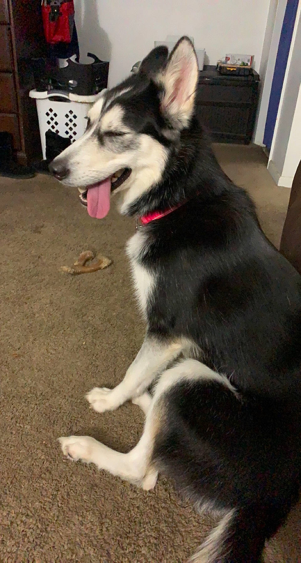 Skye Jayne is registered to the contest to win money with this photo: ancient_dog_breeds, canidae, canis, carnivore, collar, companion_dog, dog, dog_breed, fang, flooring, foot, fur, jaw, non_sporting_group, sled_dog, sporting_group, working_animal, working_dog