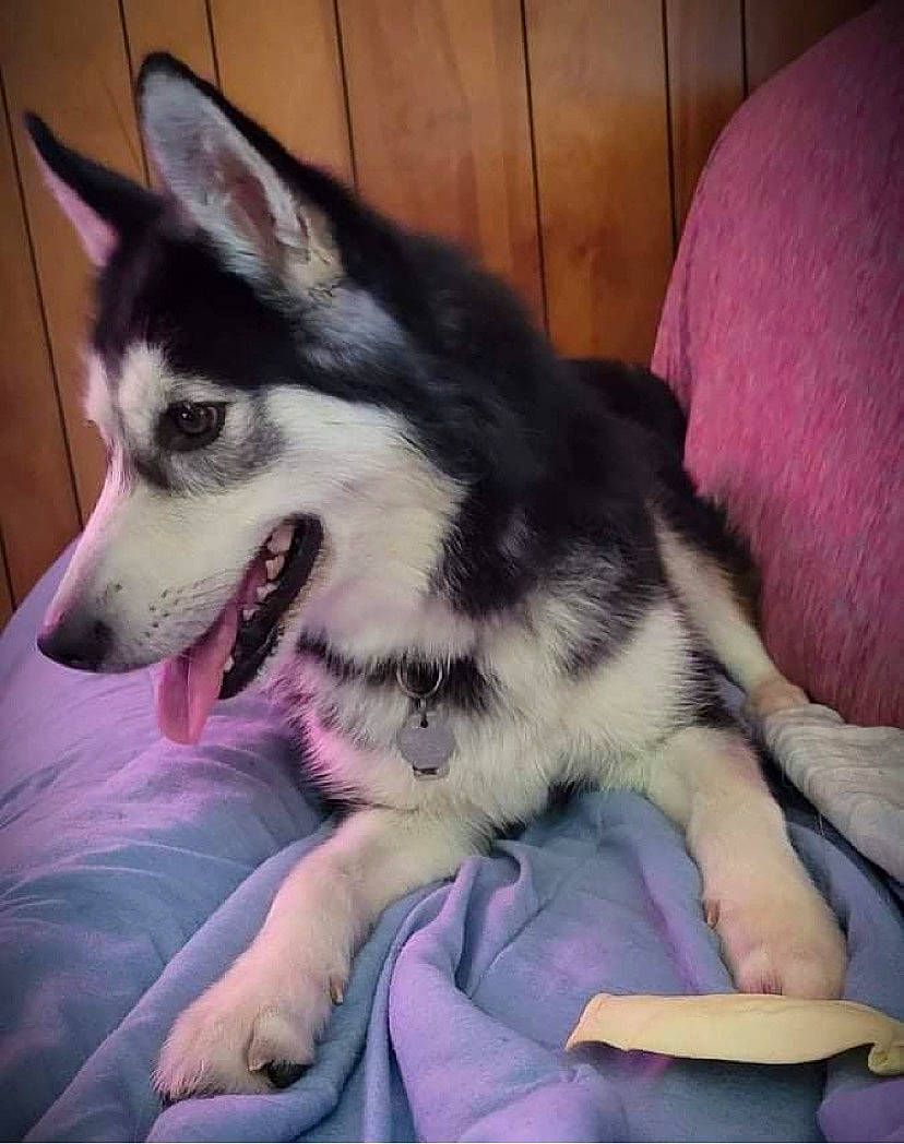 Skye Jayne is registered to the contest to win money with this photo: canidae, carnivore, comfort, companion_dog, dog, dog_breed, foot, fur, happy, non_sporting_group, paw, serveware, sled_dog, snout, sporting_group, terrestrial_animal, vehicle, whiskers, working_animal, working_dog