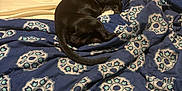 Luna joined the competition — help win amazing prizes! animal, bed, bedroom, bedsheet, blanket, canine, dog, furniture, homedecor, hound, indoors, labradorretriever, linen, pet, puppy, quilt, reptile, room, sealife, turtle
