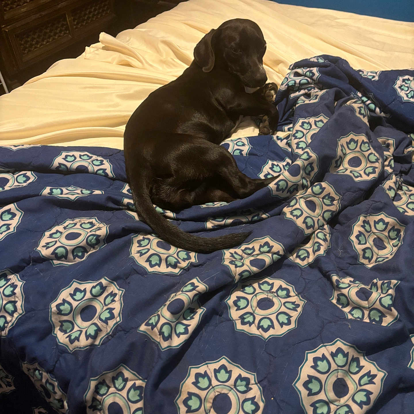 Luna joined the competition — help win amazing prizes! animal, bed, bedroom, bedsheet, blanket, canine, dog, furniture, homedecor, hound, indoors, labradorretriever, linen, pet, puppy, quilt, reptile, room, sealife, turtle