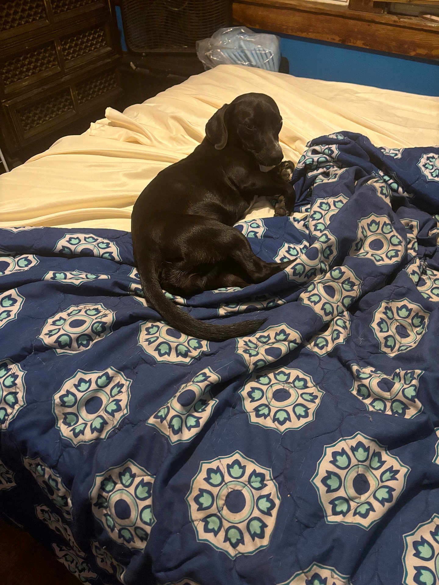 Luna joined the competition — help win amazing prizes! animal, bed, bedroom, bedsheet, blanket, canine, dog, furniture, homedecor, hound, indoors, labradorretriever, linen, pet, puppy, quilt, reptile, room, sealife, turtle