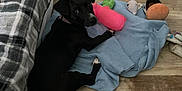 Luna is registered to the contest to win money with this photo: animal, bed, bedroom, blanket, canine, couch, cushion, dog, face, furniture, head, homedecor, hound, indoors, interiordesign, labradorretriever, pet, puppy, room, wood