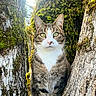 animal, cat, closeup, curious, forest, fur, green_eyes, mammal, moss, natural_light, nature, outdoor, pet, portrait, sitting, tabby, tree, trunk, whiskers, wildlife