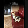 Noisette Et Heden participe au concours pour gagner de l'argent avec cette photo : animal, black_and_white_dog, companion, cute, dog, domestic, flooring, glass_door, indoor, leather_furniture, lock_screen, pet, portrait, red_couch, sitting, small_dog, tan_dog, tile_floor, time_display, window
