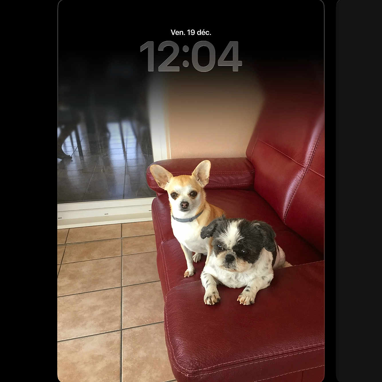 Noisette Et Heden participe au concours pour gagner de l'argent avec cette photo : animal, black_and_white_dog, companion, cute, dog, domestic, flooring, glass_door, indoor, leather_furniture, lock_screen, pet, portrait, red_couch, sitting, small_dog, tan_dog, tile_floor, time_display, window
