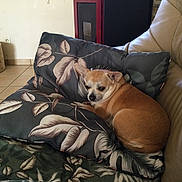 Noisette Et Heden participe au concours pour gagner de l'argent avec cette photo : animal, brown_dog, comfort, companion, couch, cozy, dog, domestic, furniture, home, indoor, leaf_pattern, leather_couch, pet_bed, pillow, quiet, relaxing, resting, small_dog, tile_floor