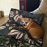 animal, brown_dog, comfort, companion, couch, cozy, dog, domestic, furniture, home, indoor, leaf_pattern, leather_couch, pet_bed, pillow, quiet, relaxing, resting, small_dog, tile_floor