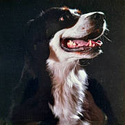 Iouka a rejoint le concours — aidez-le/la à gagner de superbes lots ! dog, black_and_white, pet, animal, canine, smiling, teeth, fur, portrait, side_view, happy, domestic_animal, looking_up, closeup, muzzle, whiskers, ears, snout, tongue, dark_background