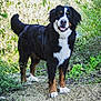 dog, bernese_mountain_dog, animal, pet, outdoor, nature, greenery, trail, happy, friendly, fur, canine, mammal, portrait, walking, forest, smiling, brown, black, white