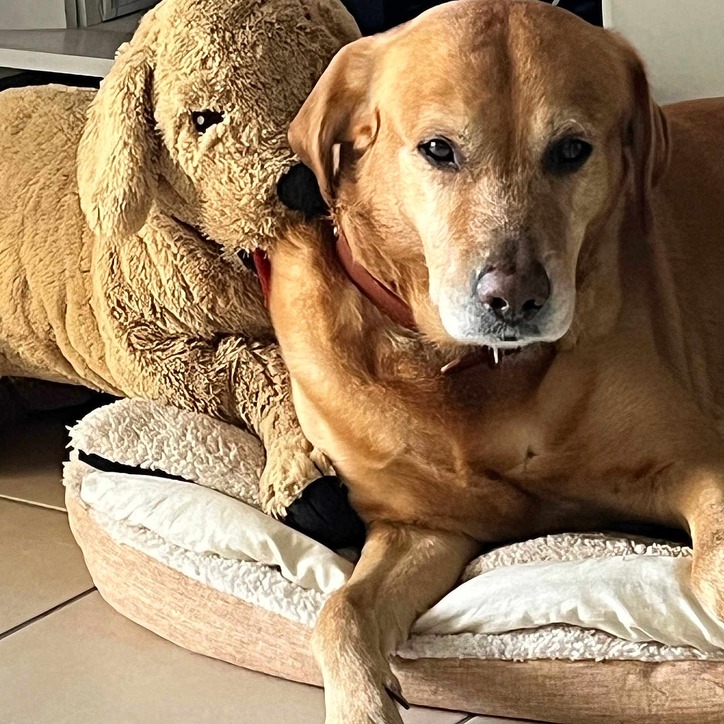 Kima a rejoint le concours — aidez-le/la à gagner de superbes lots ! animal, brown_dog, companion, cozy, cute, dog, friendship, furniture, home, indoor, mammal, paw, pet, pet_bed, plush_toy, relaxed, resting, stuffed_animal, tile_floor, toy