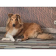 Alaska a rejoint le concours — aidez-le/la à gagner de superbes lots ! dog, canine, pet, lying_down, brown_fur, fluffy, floor, tile, wall, textured_wall, indoor, resting, animal, mammal, portrait, calm, looking_at_camera, phone_screenshot, user_interface, french_text