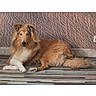 dog, canine, pet, lying_down, brown_fur, fluffy, floor, tile, wall, textured_wall, indoor, resting, animal, mammal, portrait, calm, looking_at_camera, phone_screenshot, user_interface, french_text