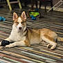 dog, husky, blue_eyes, toy, floor, wooden_floor, indoor, pet, animal, lying_down, ears, fur, play_toy, relaxed, looking_at_camera, household, domestic, canine, striped_floor, resting