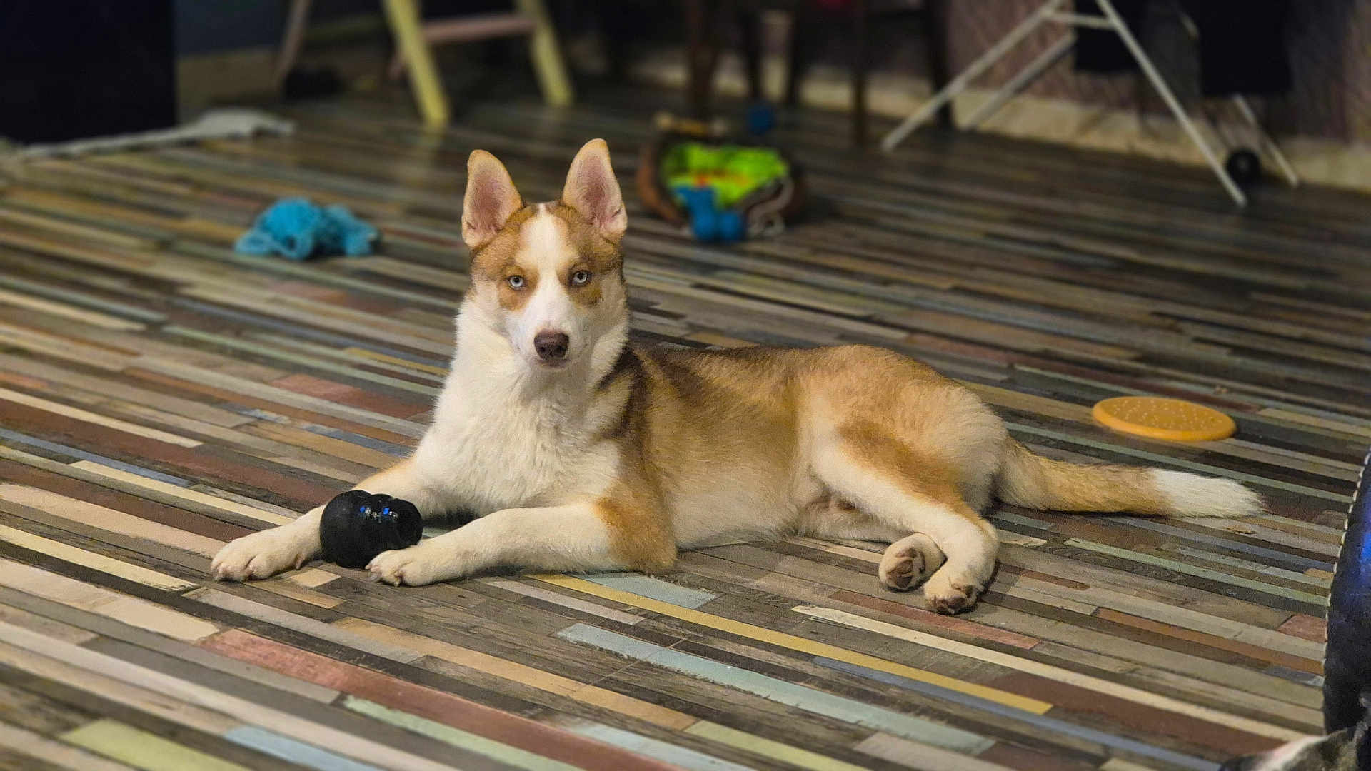 Luffy a rejoint le concours — aidez-le/la à gagner de superbes lots ! dog, husky, blue_eyes, toy, floor, wooden_floor, indoor, pet, animal, lying_down, ears, fur, play_toy, relaxed, looking_at_camera, household, domestic, canine, striped_floor, resting