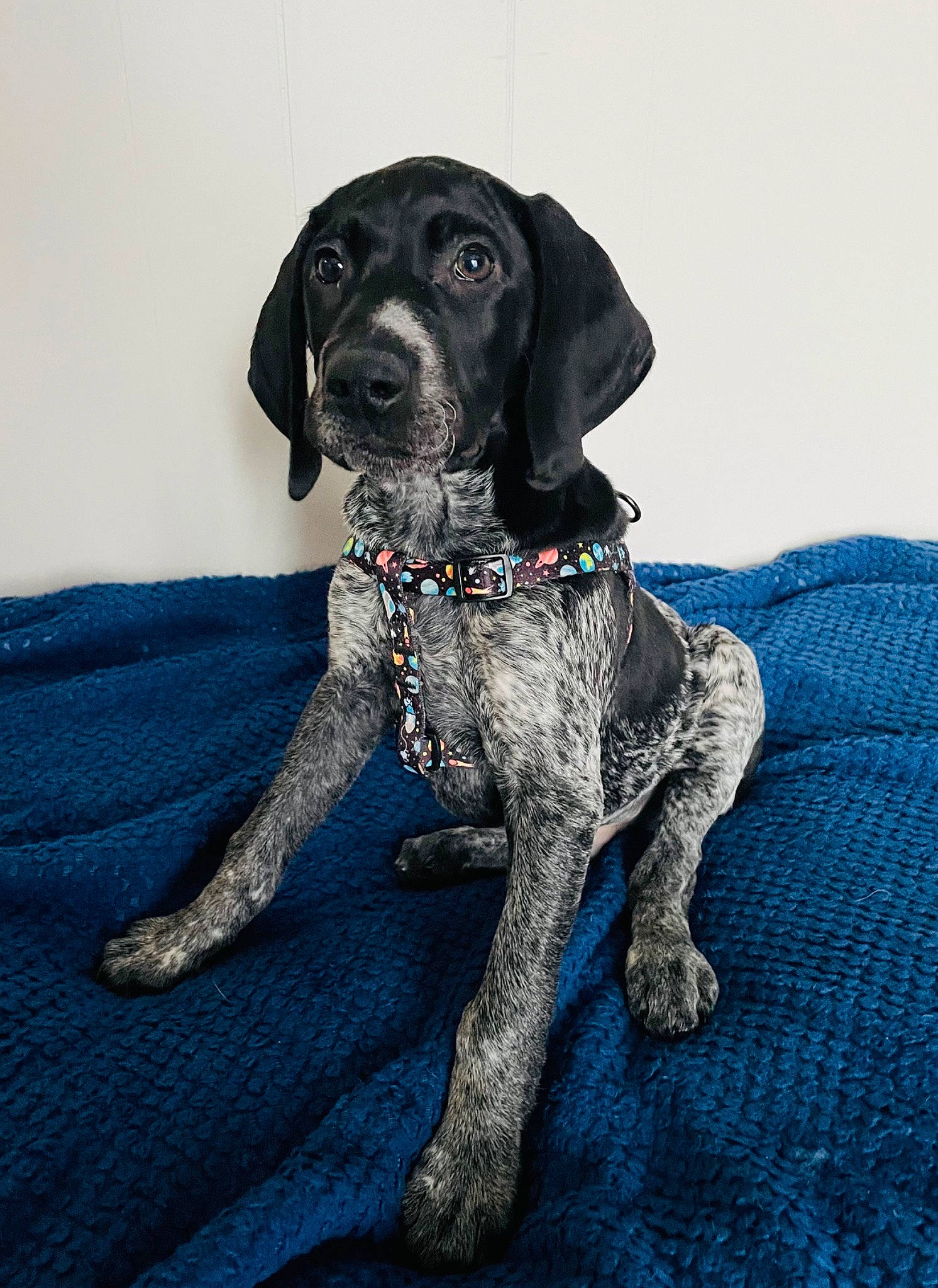 Riot is registered to the contest to win money with this photo: borador, canidae, carnivore, collar, companion_dog, dog, dog_breed, dog_collar, electric_blue, fur, gun_dog, hunting_dog, liver, non_sporting_group, snout, sporting_group, working_animal