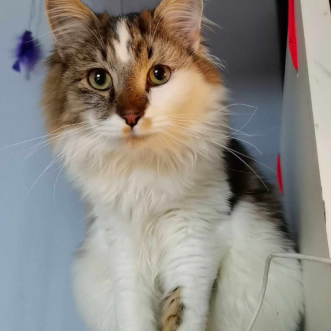 Dobby a rejoint le concours — aidez-le/la à gagner de superbes lots ! angora, animal, cat, closet, computerhardware, cupboard, desk, drawer, electronics, furniture, hardware, kitten, manx, monitor, pet, screen, shelf, table, tape, wood