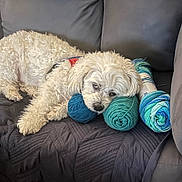 Charlie is registered to the contest to win money with this photo: dog, puppy, white_dog, curly_fur, couch, sofa, yarn, yarn_balls, knitting, blanket, cushion, pet, sleepy, resting, indoor, cozy, portrait, home, textile, playful