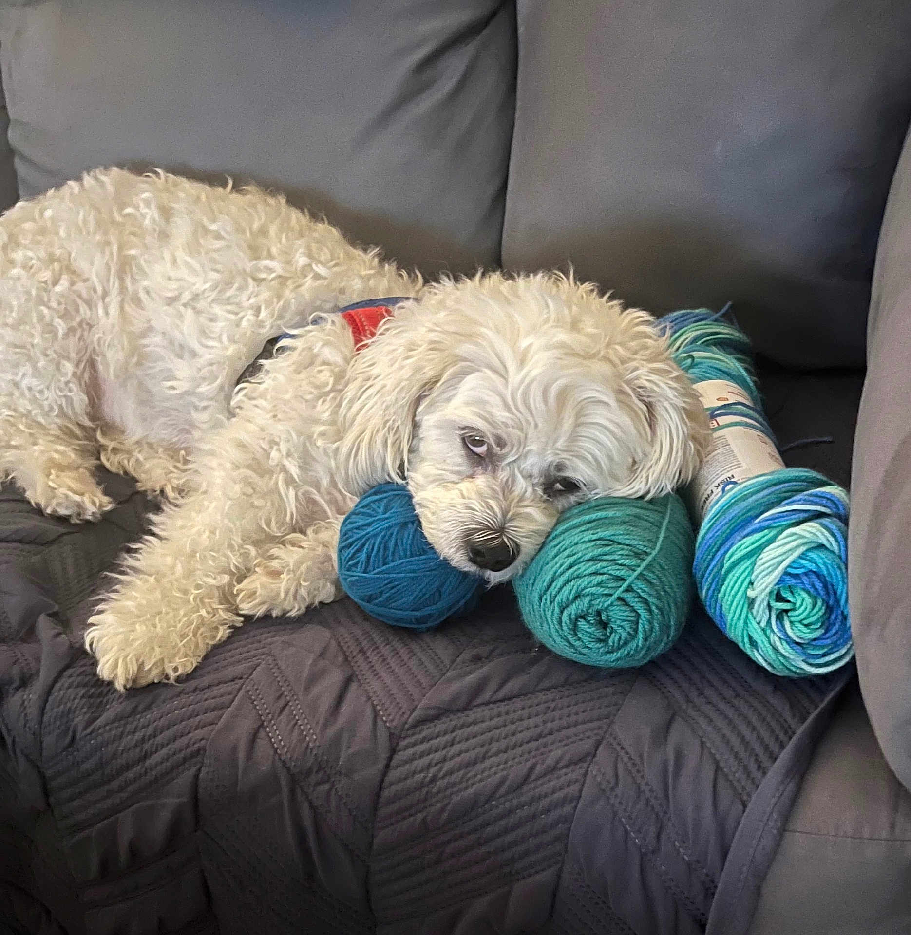 Charlie is registered to the contest to win money with this photo: dog, puppy, white_dog, curly_fur, couch, sofa, yarn, yarn_balls, knitting, blanket, cushion, pet, sleepy, resting, indoor, cozy, portrait, home, textile, playful