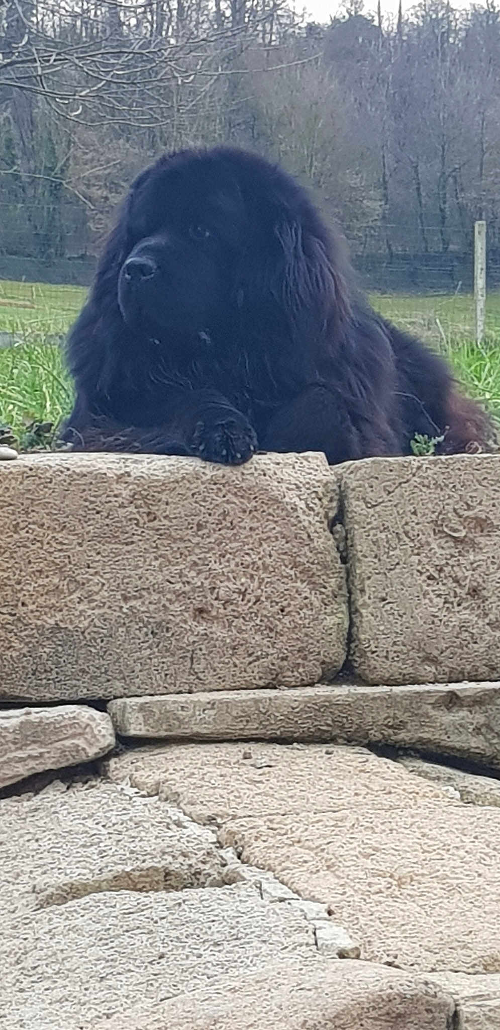 Prince