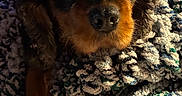 Borga is registered to the contest to win money with this photo: animal, black_fur, blanket, brown_fur, close_up, companion, cozy, cute, cute_pet, dog, fur, indoors, paw, pet, portrait, relaxed, resting, soft, texture, warm_lighting