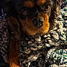animal, black_fur, blanket, brown_fur, close_up, companion, cozy, cute, cute_pet, dog, fur, indoors, paw, pet, portrait, relaxed, resting, soft, texture, warm_lighting