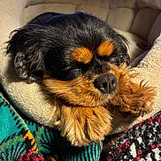 Borga is registered to the contest to win money with this photo: animal, bed, black_and_tan, blanket, closeup, comfortable, cozy, cute, dog, fluffy, fur, indoor, nap, paw, pet, relaxed, resting, sleeping, small_dog, soft