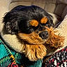 animal, bed, black_and_tan, blanket, closeup, comfortable, cozy, cute, dog, fluffy, fur, indoor, nap, paw, pet, relaxed, resting, sleeping, small_dog, soft