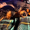 animal, black, blanket, brown, closeup, comfort, cozy, curly_fur, cute, dog, fur, home, indoor, pet, relaxation, resting, sleeping, snuggle, soft_texture, warm_light