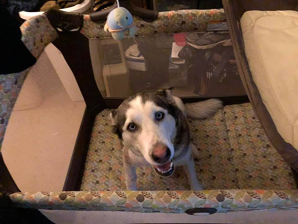 Shadow joined the competition — help win amazing prizes! animal_shelter, canidae, carnivore, dog, dog_breed, galgo_espanol, greyhound, lurcher, mammal, mudhol_hound, polish_greyhound, sloughi, sporting_group, vertebrate, whippet