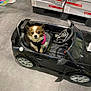 dog, toy_car, indoor, pet, small_dog, black_car, jacket, floor, store, boxes, curious, seat, steering_wheel, wheel, plastic, cute, looking_up, miniature, vehicle, shopping