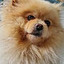 dog, pomeranian, fluffy, pet, animal, face, fur, cute, indoors, bookshelf, nose, eyes, portrait, closeup, mammal, companion, furry, domestic_animal, pet_portrait, canine