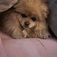 Wappa a rejoint le concours — aidez-le/la à gagner de superbes lots ! dog, pomeranian, fluffy, pet, blanket, cozy, cute, animal, fur, snuggled, indoors, resting, face, small_dog, warm, sleepy, companion, cute_pet, domestic_animal, soft