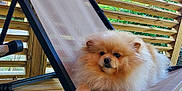 Wappa a rejoint le concours — aidez-le/la à gagner de superbes lots ! dog, pomeranian, fluffy, lounge_chair, beige, wooden_deck, wooden_fence, outdoor, pet, relaxed, paw, black_metal_frame, mesh_chair, resting, animal, canine, fence_slats, greenery, daylight, domestic_animal