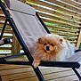 dog, pomeranian, fluffy, lounge_chair, beige, wooden_deck, wooden_fence, outdoor, pet, relaxed, paw, black_metal_frame, mesh_chair, resting, animal, canine, fence_slats, greenery, daylight, domestic_animal