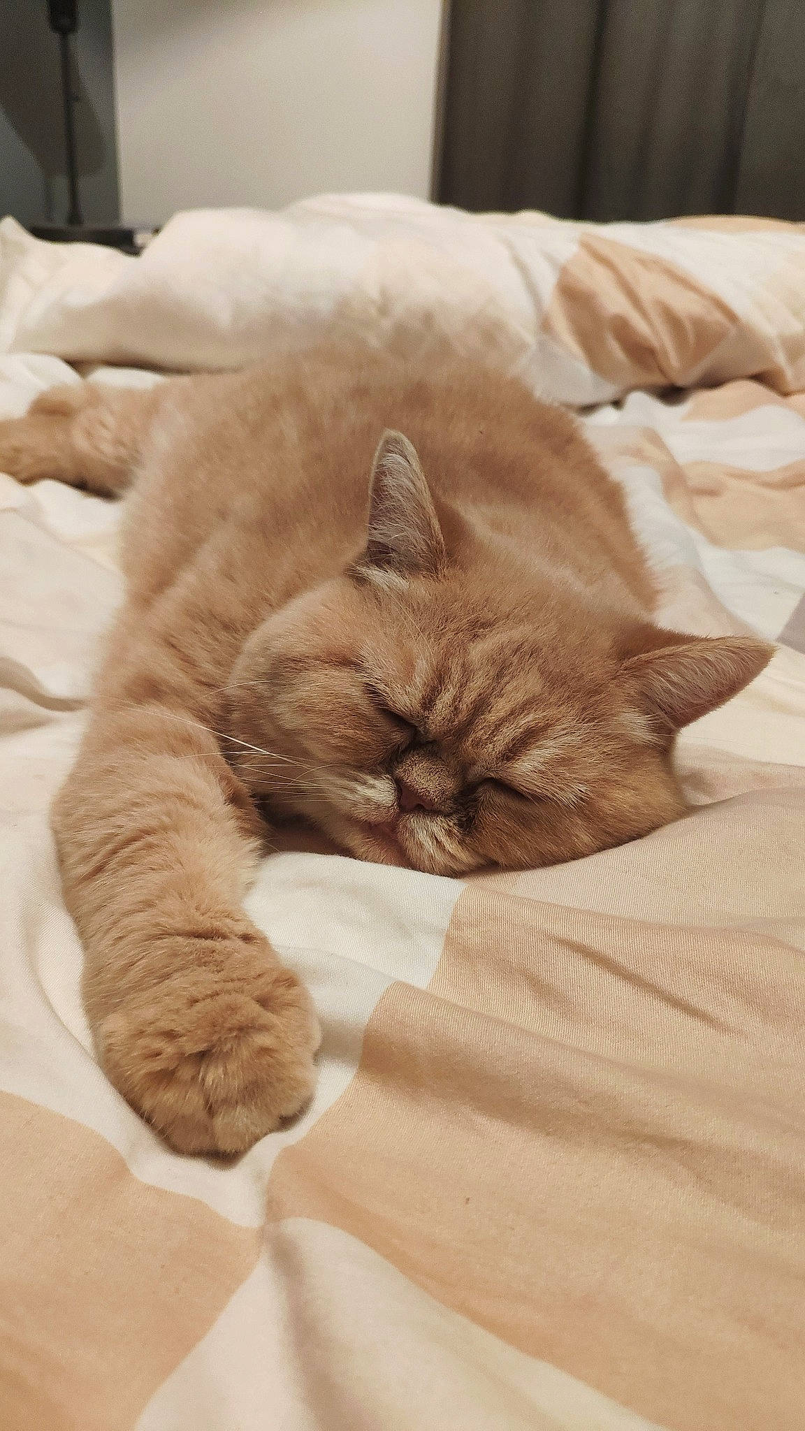 Indie a rejoint le concours — aidez-le/la à gagner de superbes lots ! asian, british_shorthair, carnivore, cat, comfort, fawn, felidae, fur, kitten, nap, paw, sleep, small_to_medium_sized_cats, whiskers