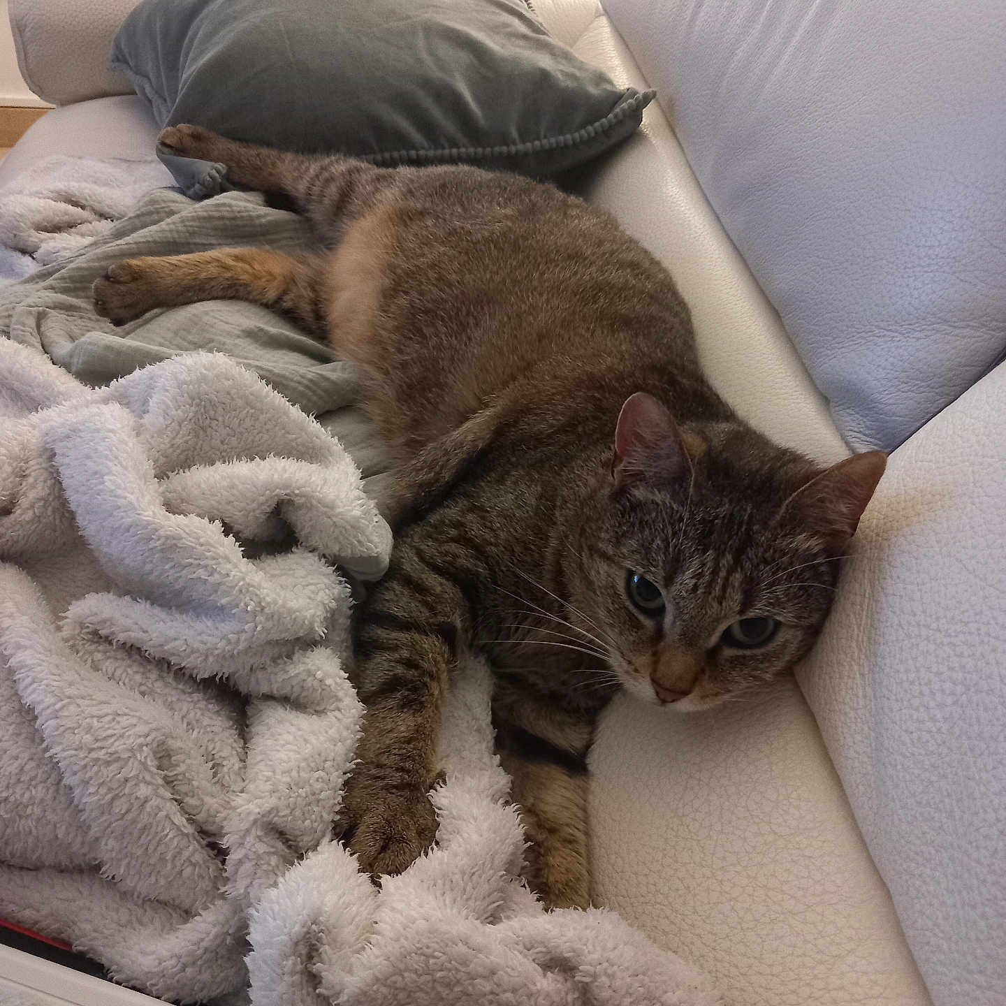 Roméo participe au concours pour gagner de l'argent avec cette photo : abyssinian, animal, architecture, armchair, bed, blanket, building, cat, chair, couch, cushion, furniture, homedecor, indoors, kitten, linen, livingroom, manx, pet, room