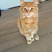 Mew joined the competition — help win amazing prizes! animal, cat, cute, domestic_cat, ears, eyes, feline, floor, fur, household, indoor, looking_at_camera, orange_tabby, pet, pink_nose, portrait, sitting, whiskers, wooden_floor, young_cat