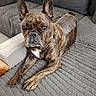 dog, french_bulldog, brindle, pet, canine, lounge, sofa, couch, indoor, resting, ears, fur, animal, paw, face, expression, looking, home, texture, relax