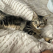 Rubis a rejoint le concours — aidez-le/la à gagner de superbes lots ! kitten, tabby, cat, pet, animal, bed, blanket, texture, fur, whiskers, eyes, paw, human_hand, indoor, cute, young, resting, curious, cozy, soft